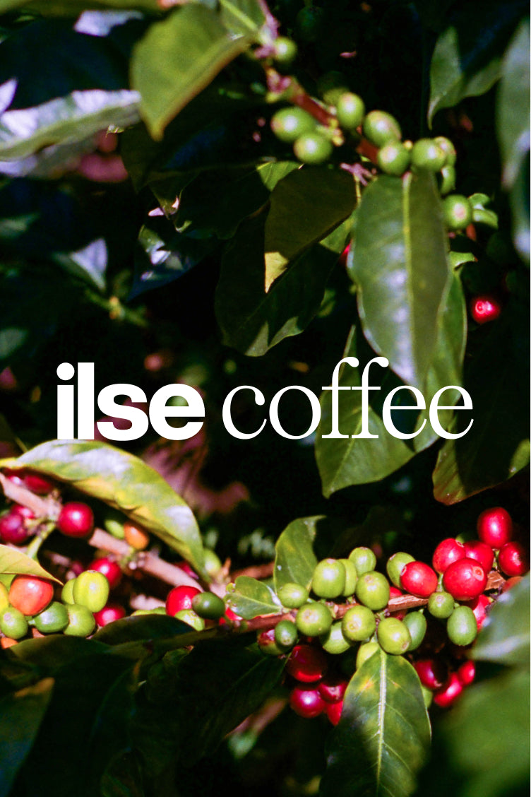 6 Month Coffee Subscription